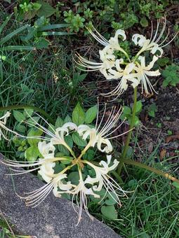彼岸花(曼珠沙華)白 2輪 彼岸花(曼珠沙華)白 2輪の写真