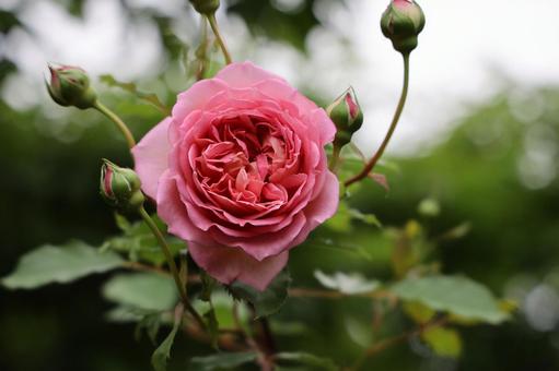 咲き誇る濃いピンクのバラ 咲き誇る濃いピンクのバラ バラ,薔薇,ピンクの写真素材