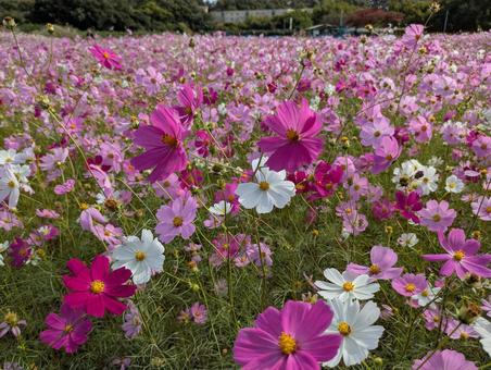コスモス畑 コスモス畑,秋桜,コスモスの写真素材