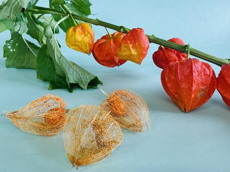 夏の風物詩|鮮やかに色づいたほおづき 夏の風物詩|鮮やかに色づいたほおづきの写真