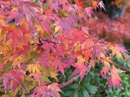 京都嵐山のもみじ5 京都嵐山のもみじ5の写真