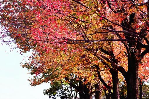 美しい紅葉の風景 美しい紅葉の風景の写真