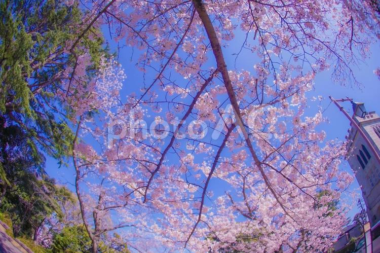 横浜元町の桜と横浜山手聖公会 横浜元町の桜と横浜山手聖公会 横浜元町,横浜山手聖公会,元町の写真素材