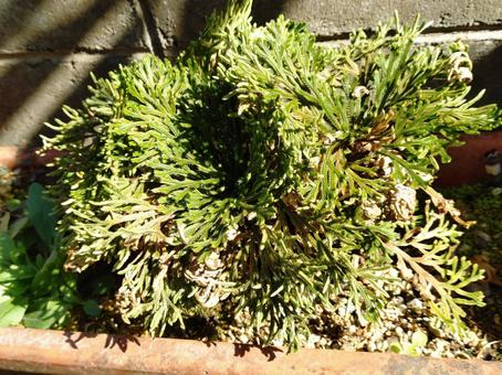 イワヒバ イワヒバ,苔,岩石の写真素材