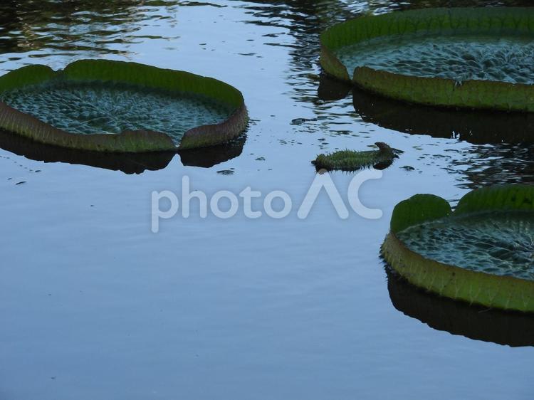 9月の風景 池,植物,自然の写真素材