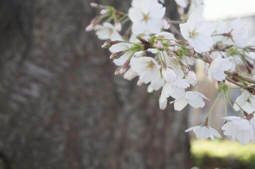 桜の花の写真