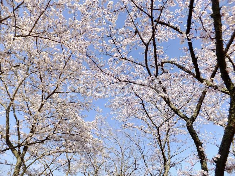 ＜春イメージ＞桜の花 桜,満開,春のイメージの写真素材