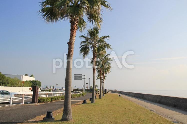 ヤシの木と海と道路 ヤシの木,海,道路の写真素材