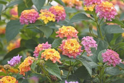 ランタナ④の写真