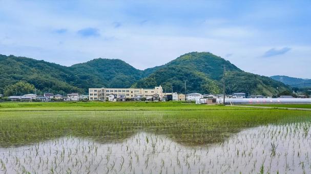 静岡県伊豆の国市南江間あたりの田園風景 水田,田圃,田園風景の写真素材