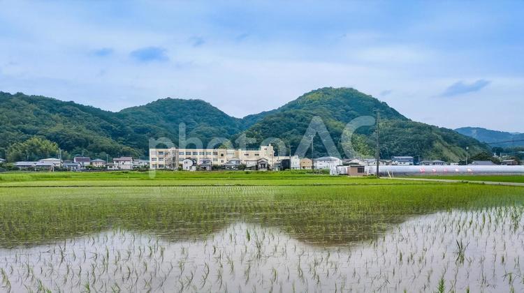 静岡県伊豆の国市南江間あたりの田園風景 水田,田圃,田園風景の写真素材
