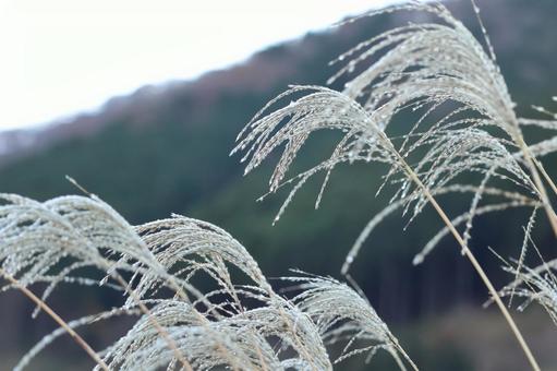 仙石原のススキ 仙石原,ススキ,すすきの写真素材