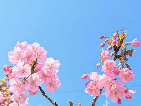 Kawazu cherry blossoms in full bloom 7, JPG