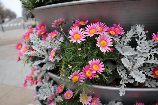 花壇に咲く花 花壇に咲く花の写真