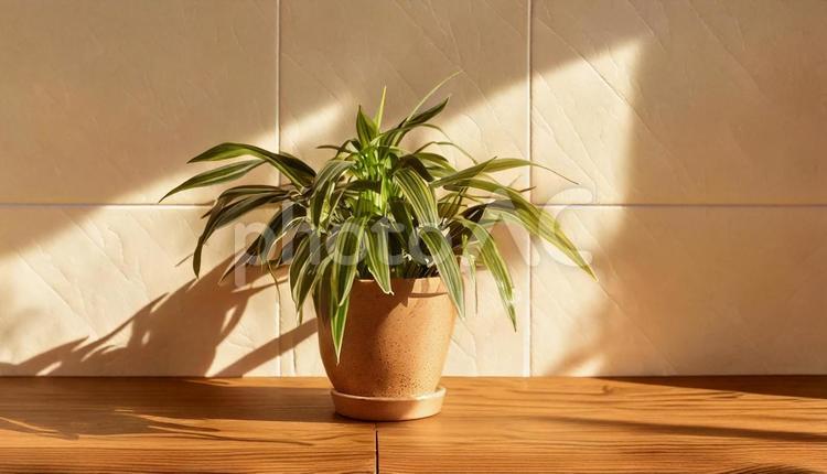 カウンターの上の観葉植物 観葉植物,鉢植え,植物の写真素材
