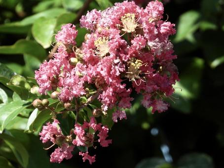 Photo, plant, flower, river side, 