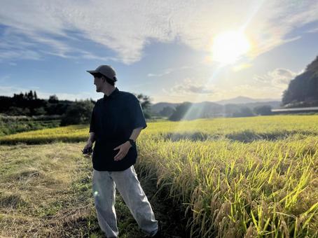 田んぼと男性 稲穂,秋,新米の写真素材