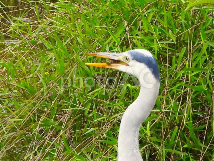 小亀を咥えたアオサギ アオサギ,鳥,鳥類の写真素材