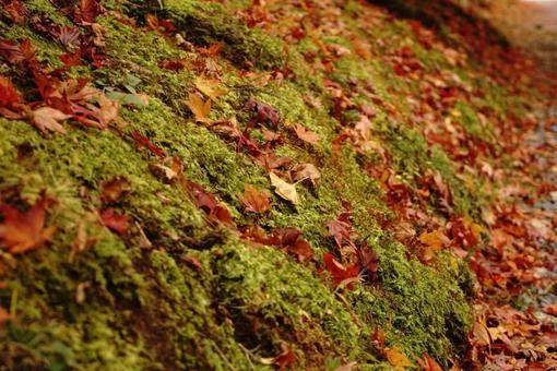 苔の上の紅葉 苔の上の紅葉の写真