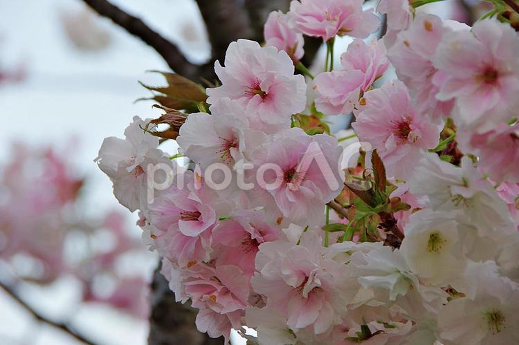 たそがれのヤエザクラ ヤエザクラ,八重桜,たそがれの写真素材