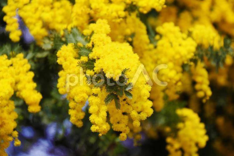 ギンヨウアカシア4 アカシア科,花,葉の写真素材