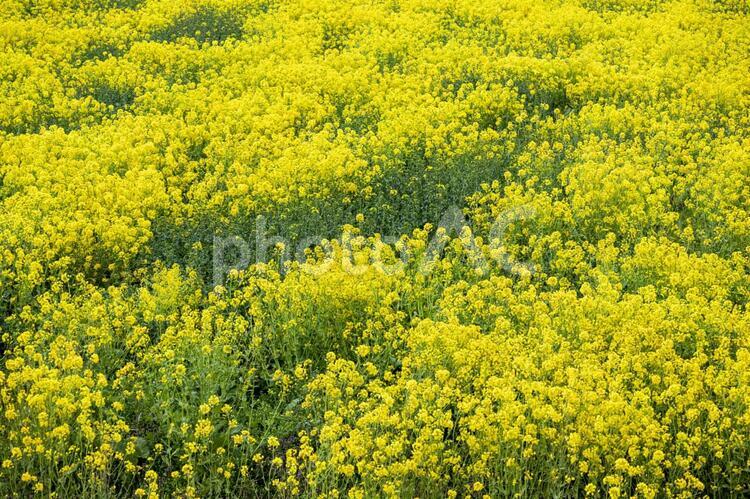 満開の菜の花畑の背景素材 春,菜の花,アブラナの写真素材