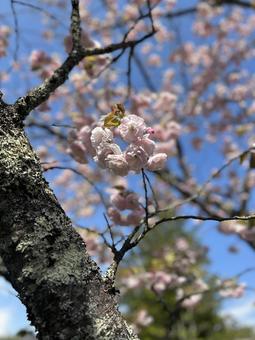 満開の桜で春を味わう 満開の桜で春を味わうの写真