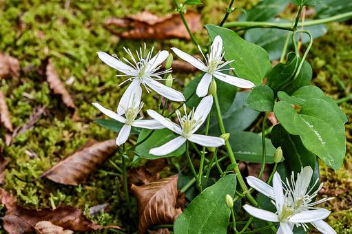 センニンソウの花 センニンソウ,仙人草,多年草の写真素材