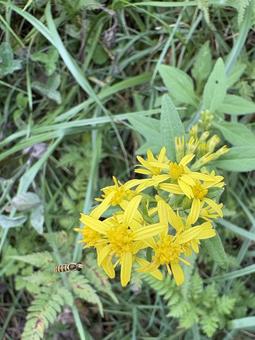 アキノキリンソウとヒラタアブ 01 アキノキリンソウとヒラタアブ 01 ヒラタアブ,虫,昆虫の写真素材