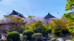 桜花の京都・東寺の国宝「金堂」重要文化財と「講堂」の前を飛ぶ鷺（水鳥） 京都,東寺,金堂の写真素材