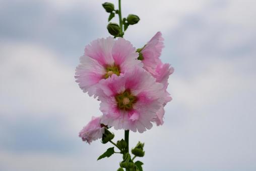 葵の花 葵の花の写真
