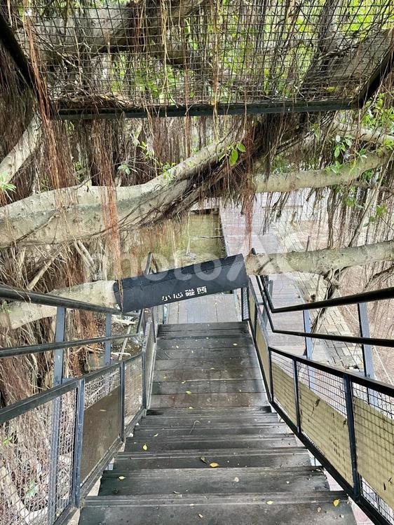 台湾　台南の安平樹屋　 台湾,台南,安平樹屋の写真素材