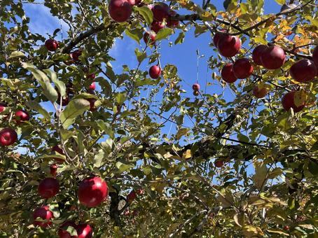 空とりんごの木 リンゴ,林檎,りんごの写真素材
