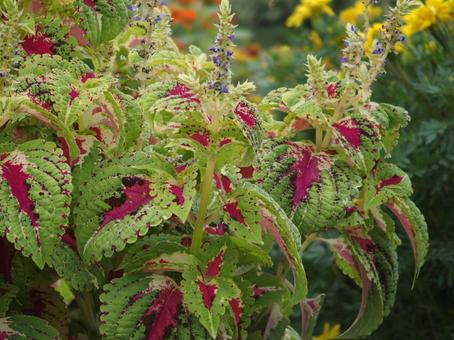 赤い葉っぱ 花,植物,花壇の写真素材