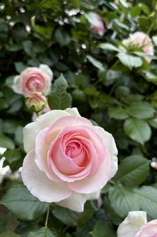 Rose Garden: Pretty pink roses, JPG