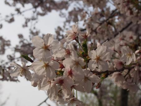 桜 桜の写真
