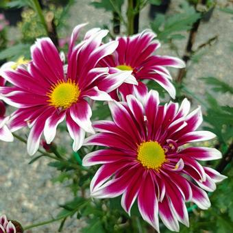菊の花 菊の花,カラフル,菊まつりの写真素材