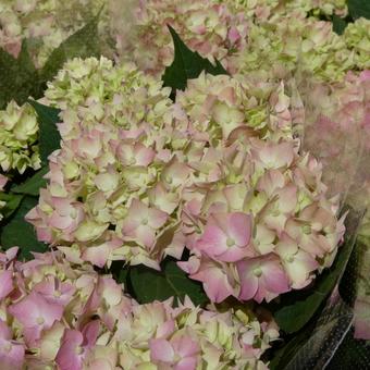 ピンクの山アジサイの花 てててまり ピンクの山アジサイの花 てててまりの写真