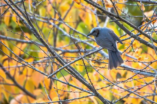 ヒヨドリ(30)の写真