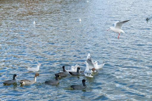 水面に集まるカモとユリカモメたち 水面に集まるカモとユリカモメたちの写真