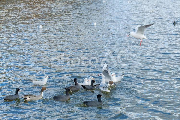 水面に集まるカモとユリカモメたち ユリカモメ,カモ,鳥の写真素材