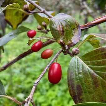 サンシュユ サンシュユ,山茱萸,秋の写真素材