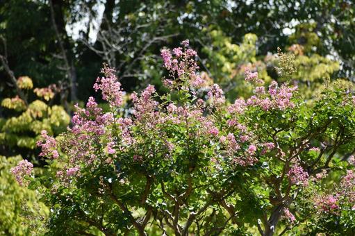 Crape myrtle, JPG Crape myrtle, JPG