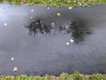 道の水たまりに映る木の影 道の水たまりに映る木の影 道,影,水たまりの写真素材