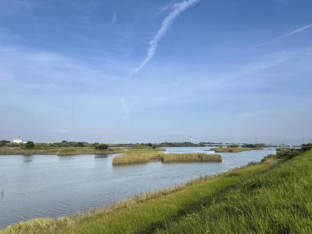揖斐川のヨシ原1 アシ原,ヨシ原,葦の写真素材