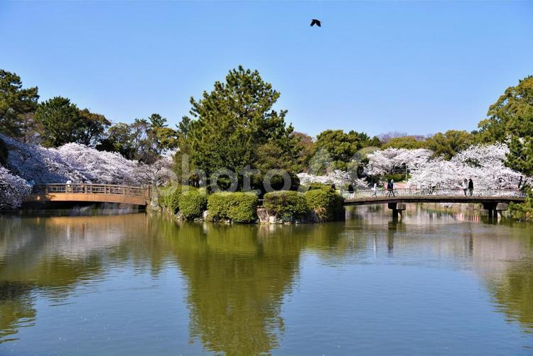 日本庭園の桜 名古屋城,御壕,桜の写真素材
