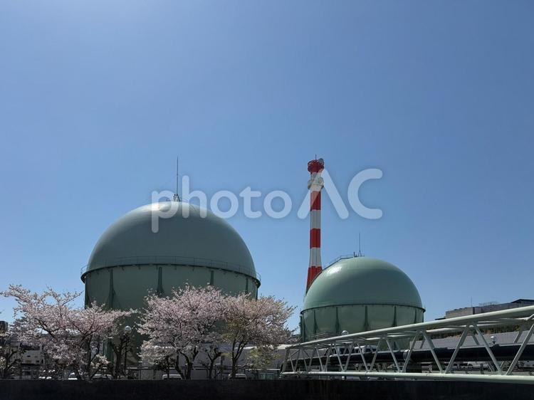 青空の下の桜の花と工業地帯 ビル,水道橋,ガスタンクの写真素材