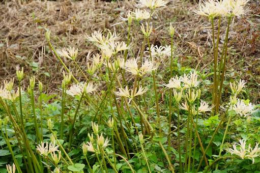 ヒガンバナ ヒガンバナ 彼岸花,白,植物の写真素材
