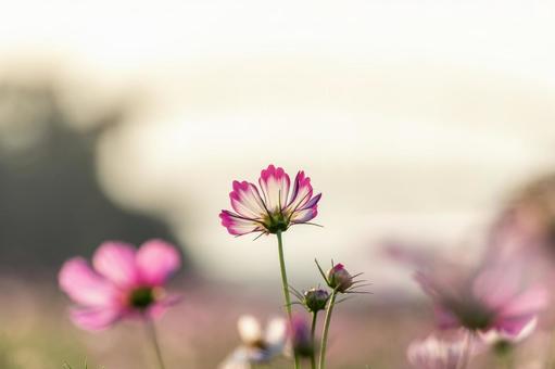 夕方のコスモス 夕方のコスモス 秋桜,コスモス畑,コスモスの写真素材