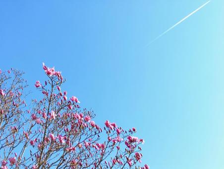 春 花,木,森の写真素材